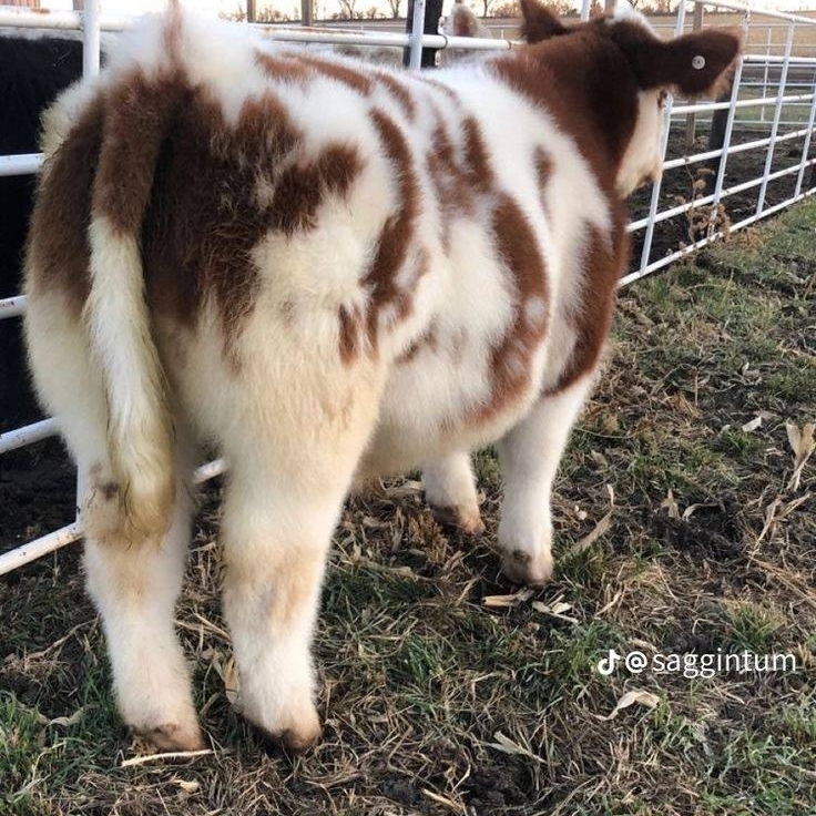 Mini Highland Cattle for Sale