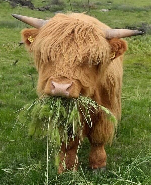 Mini Highland Cow Price