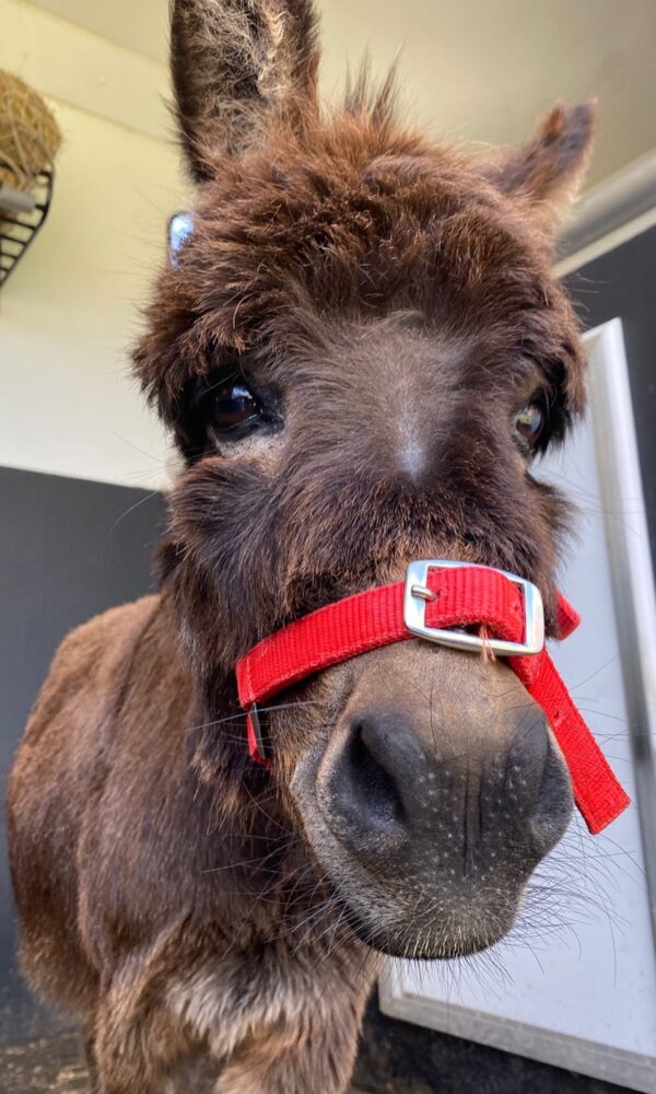 Mini Donkeys for Sale Near Me