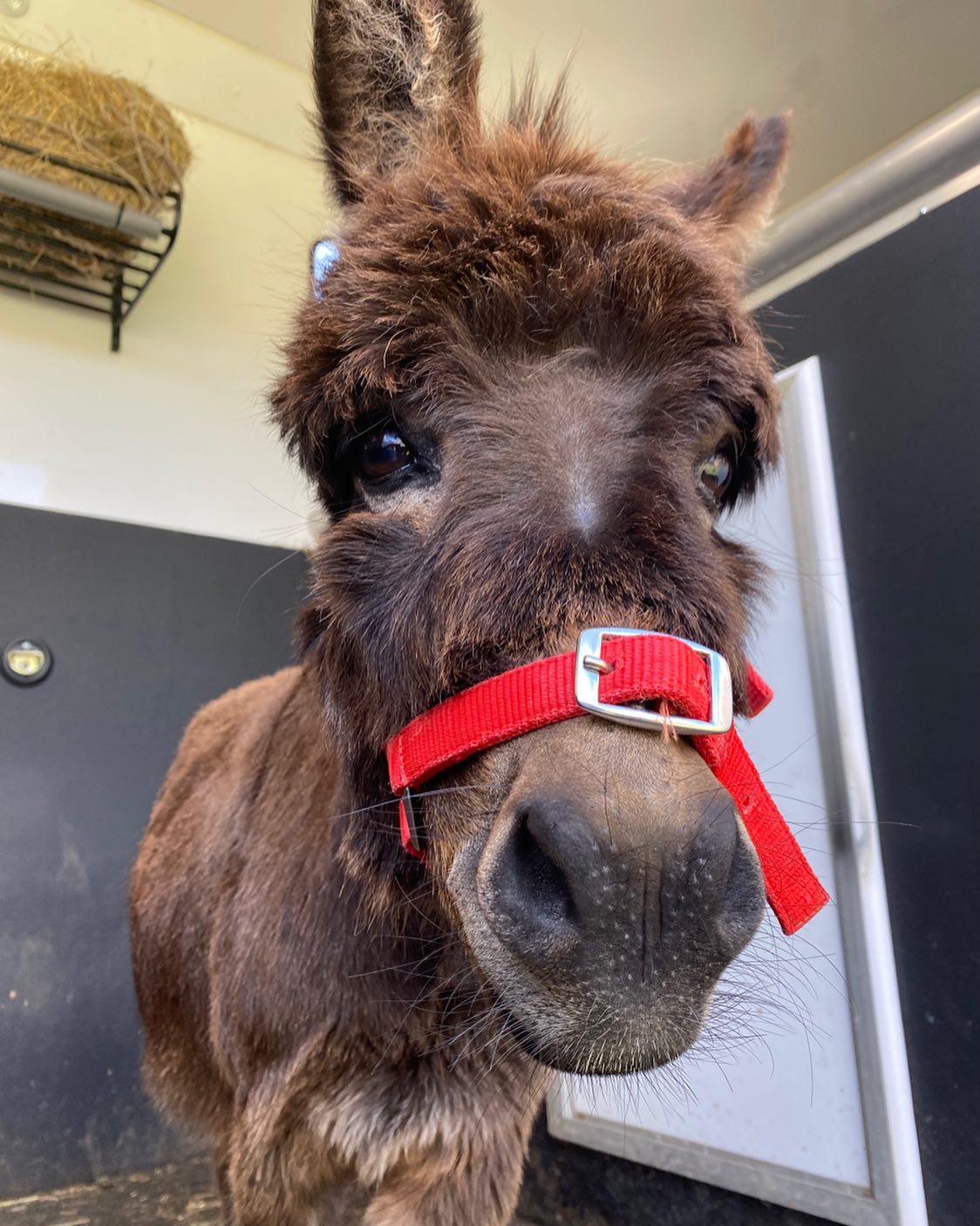 Mini Donkeys for Sale Near Me