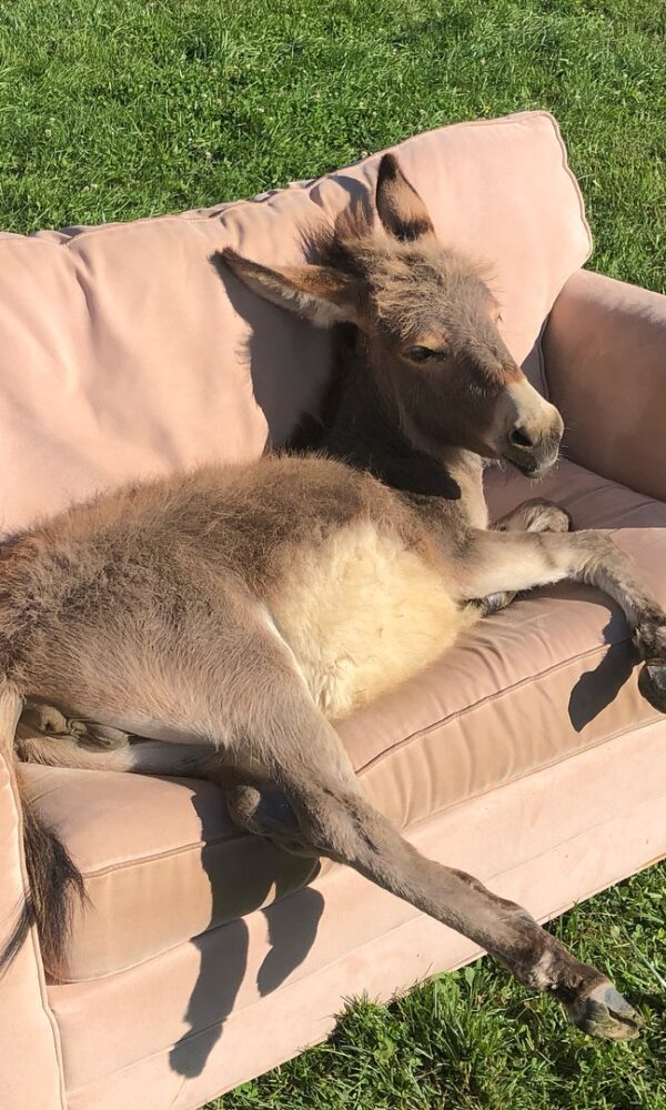 Donkey Miniature for Sale