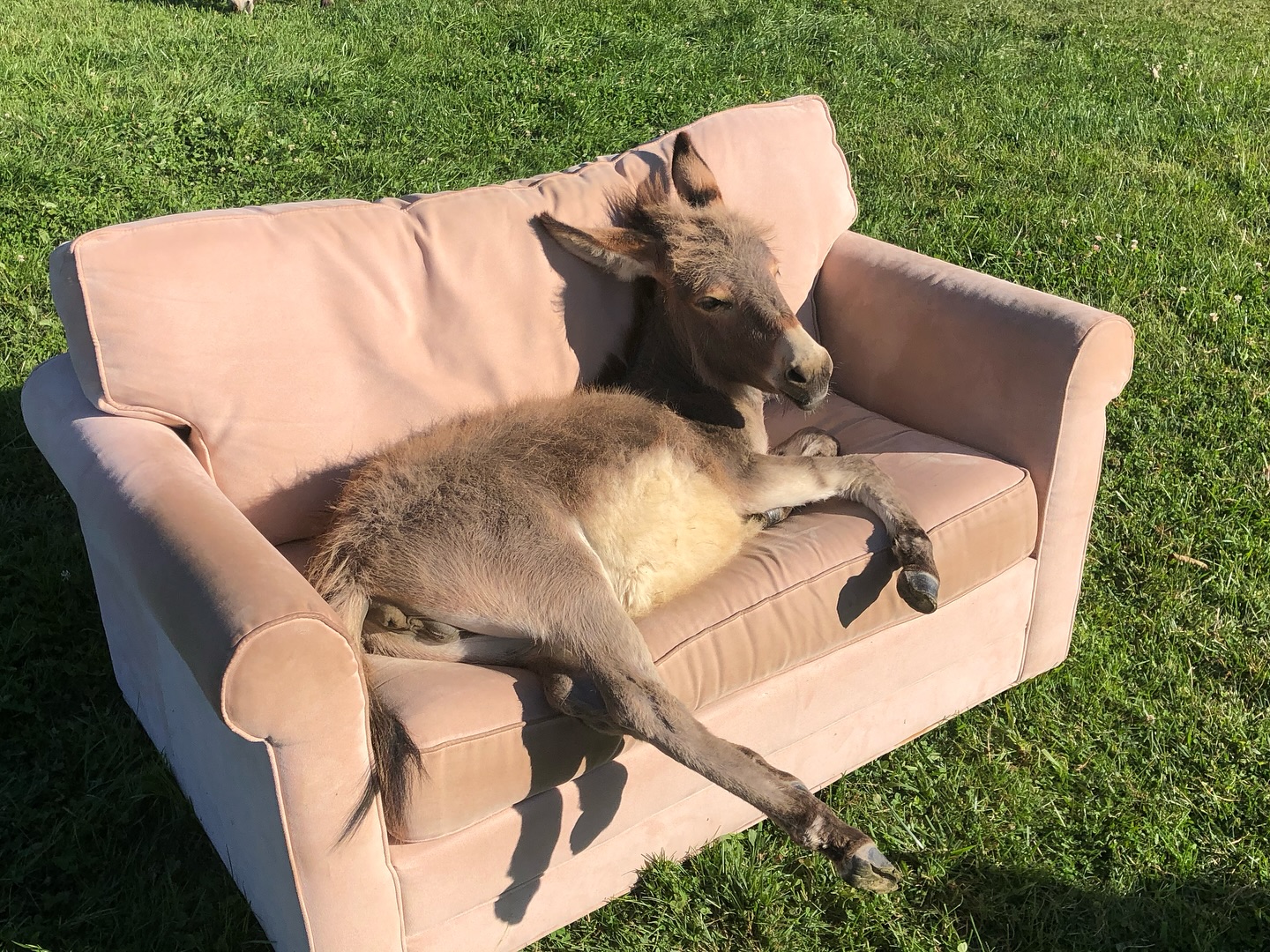 Pygmy Donkey for Sale