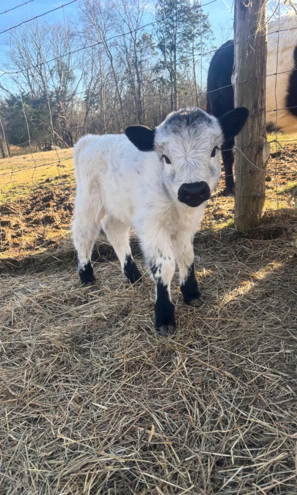 Miniature Highland Cows for Sale Near Me