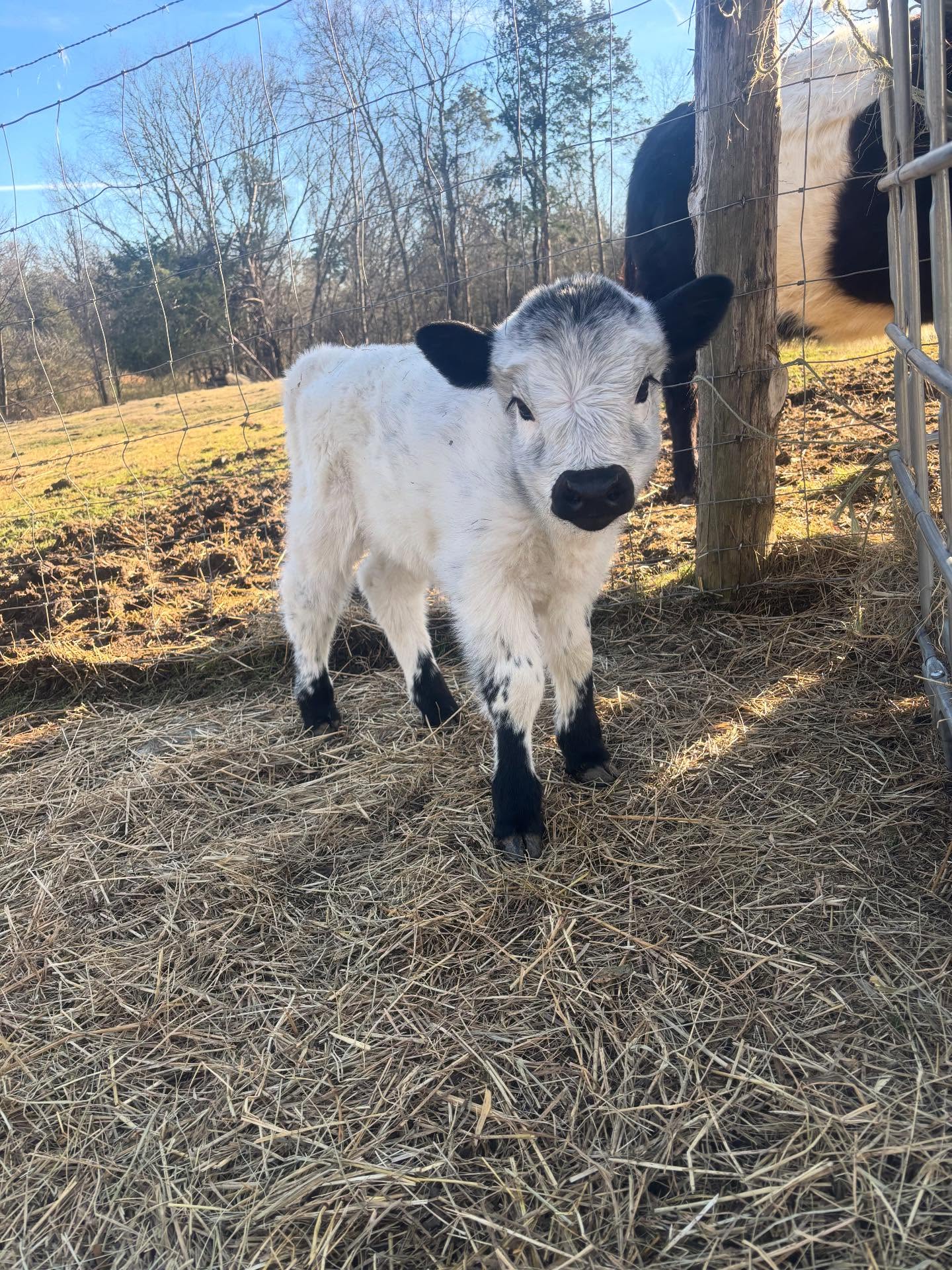 Miniature Highland Cows for Sale Near Me