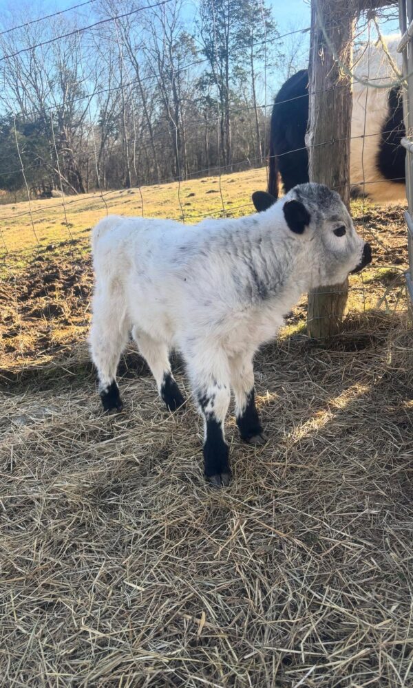 Highland Miniature Cattle for Sale
