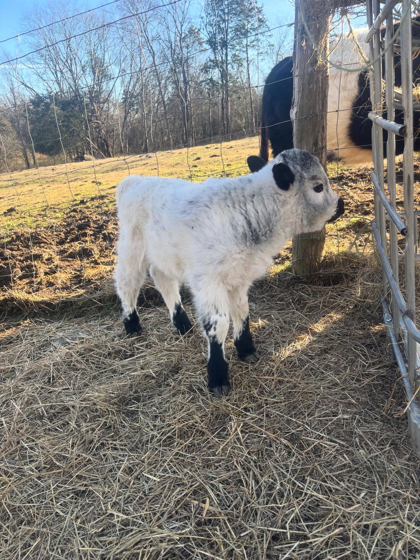 Highland Miniature Cattle for Sale