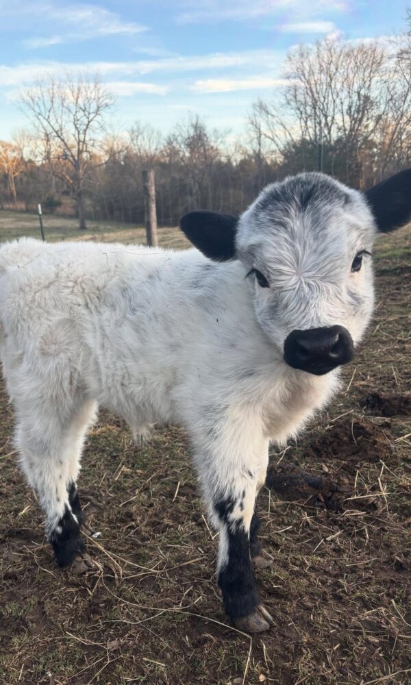 Mini Highland Cattle for Sale