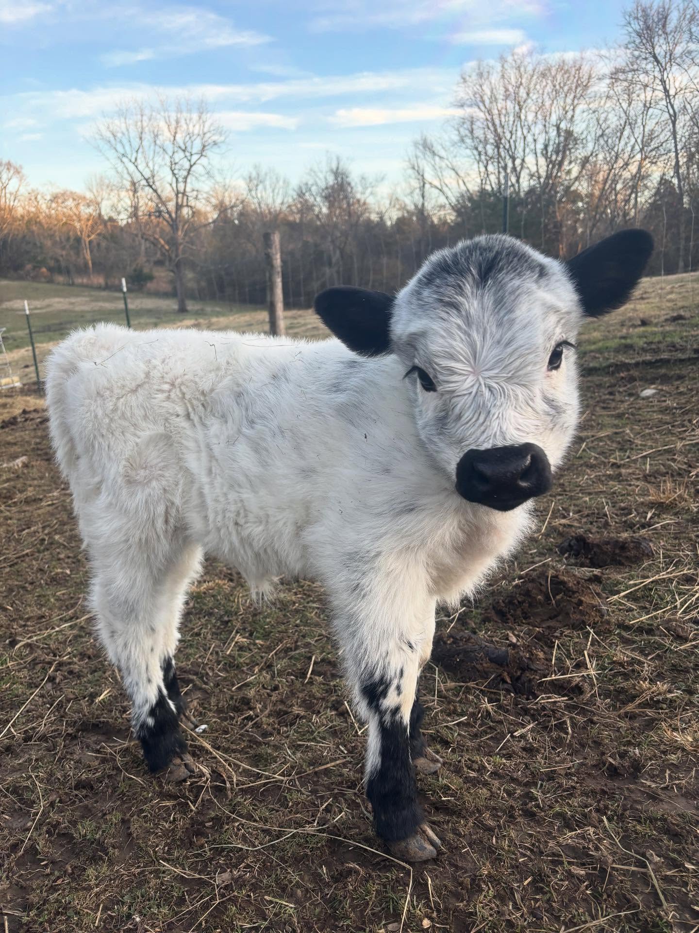 Mini Highland Cattle for Sale