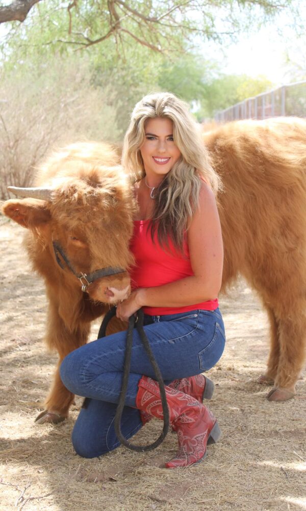 Highland Mini Cow for Sale