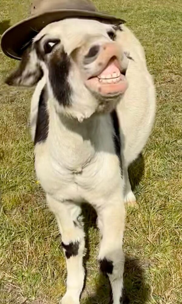 Mini Donkeys for Sale Near Me