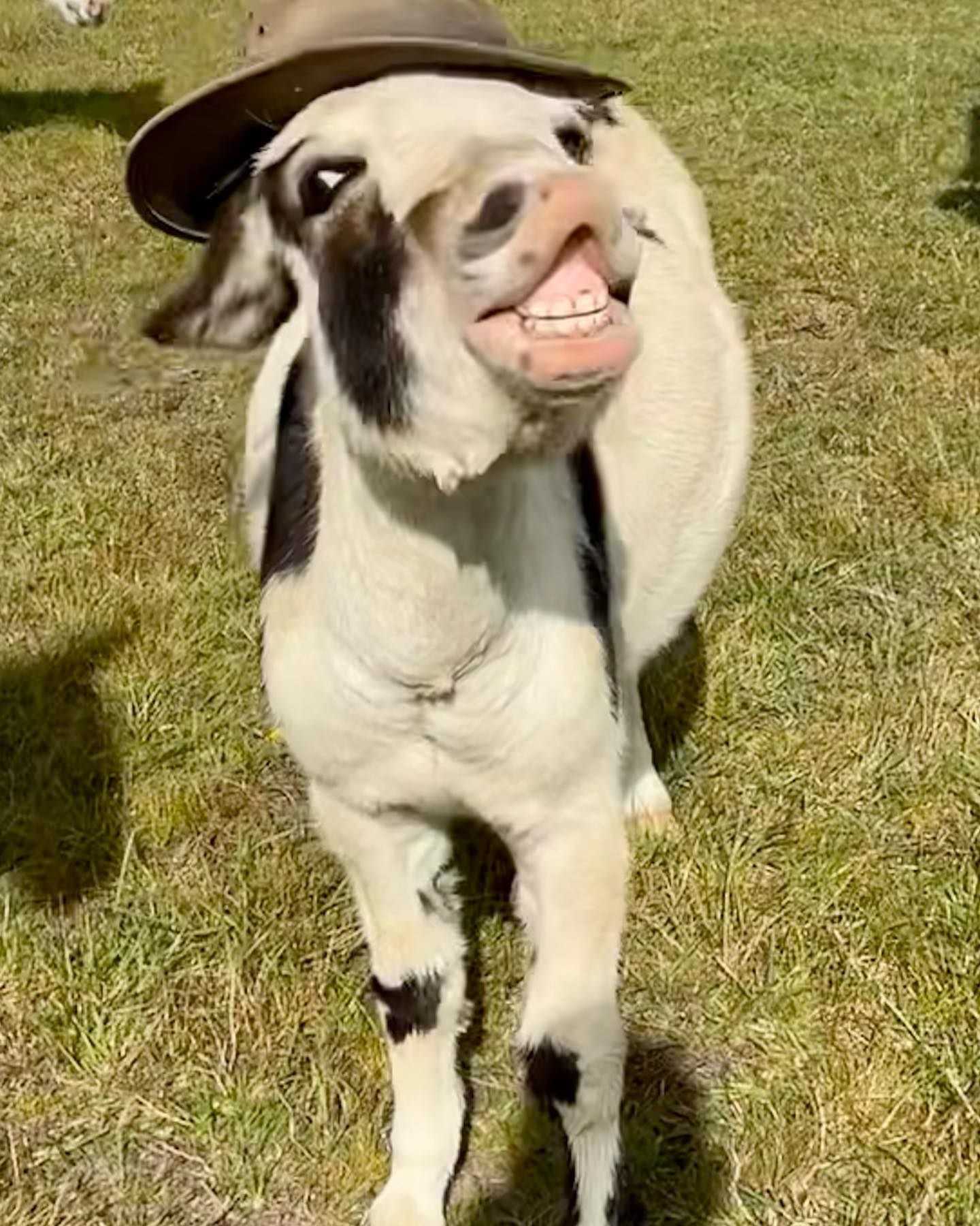 Mini Donkeys for Sale Near Me