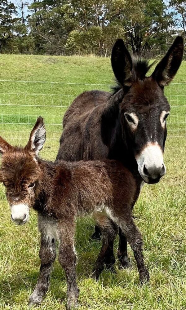 Teacup Mini Donkey