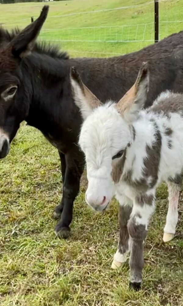 Mini Donkeys Near Me