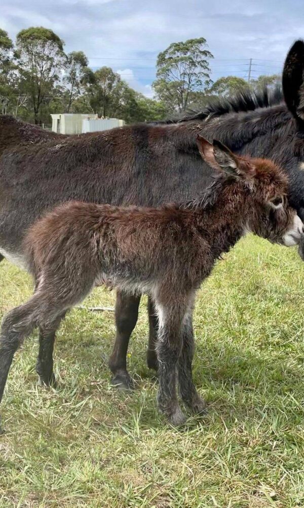 Cost of a Miniature Donkey
