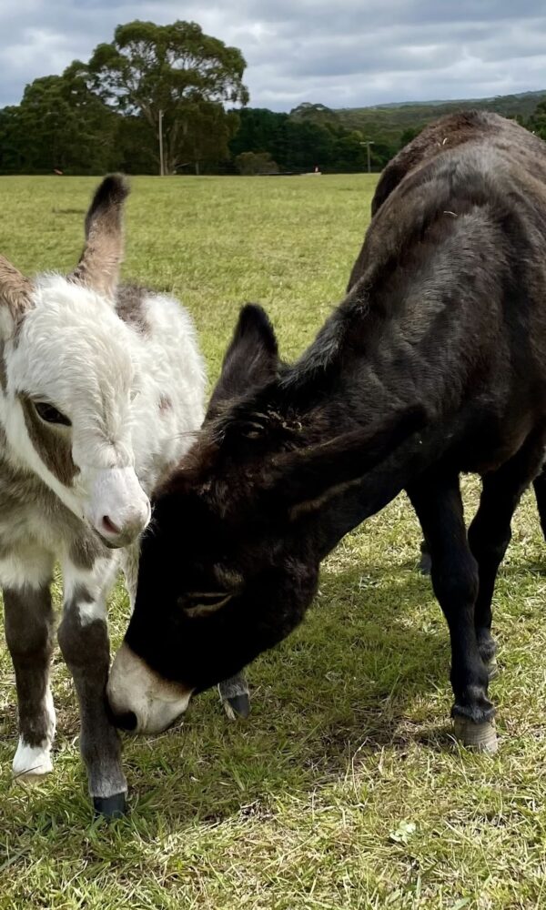 Mini Donkey Price