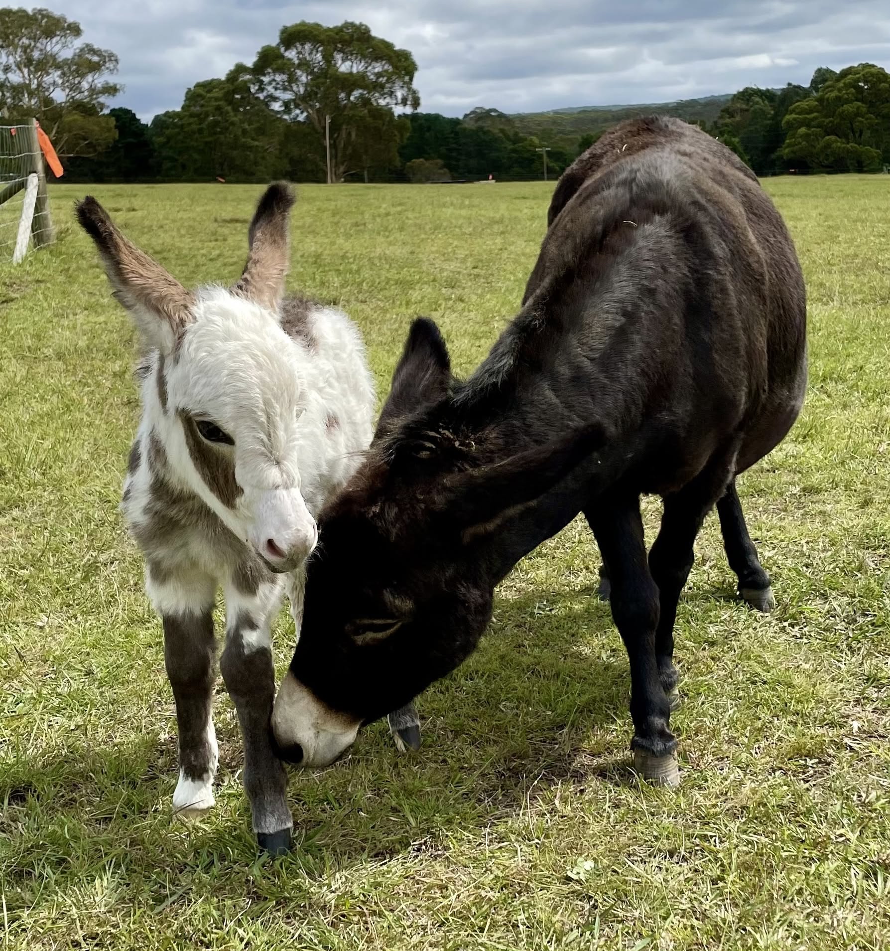 Mini Donkey Price