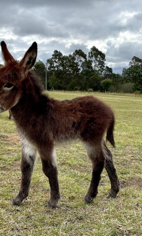 Miniature Burro for Sale