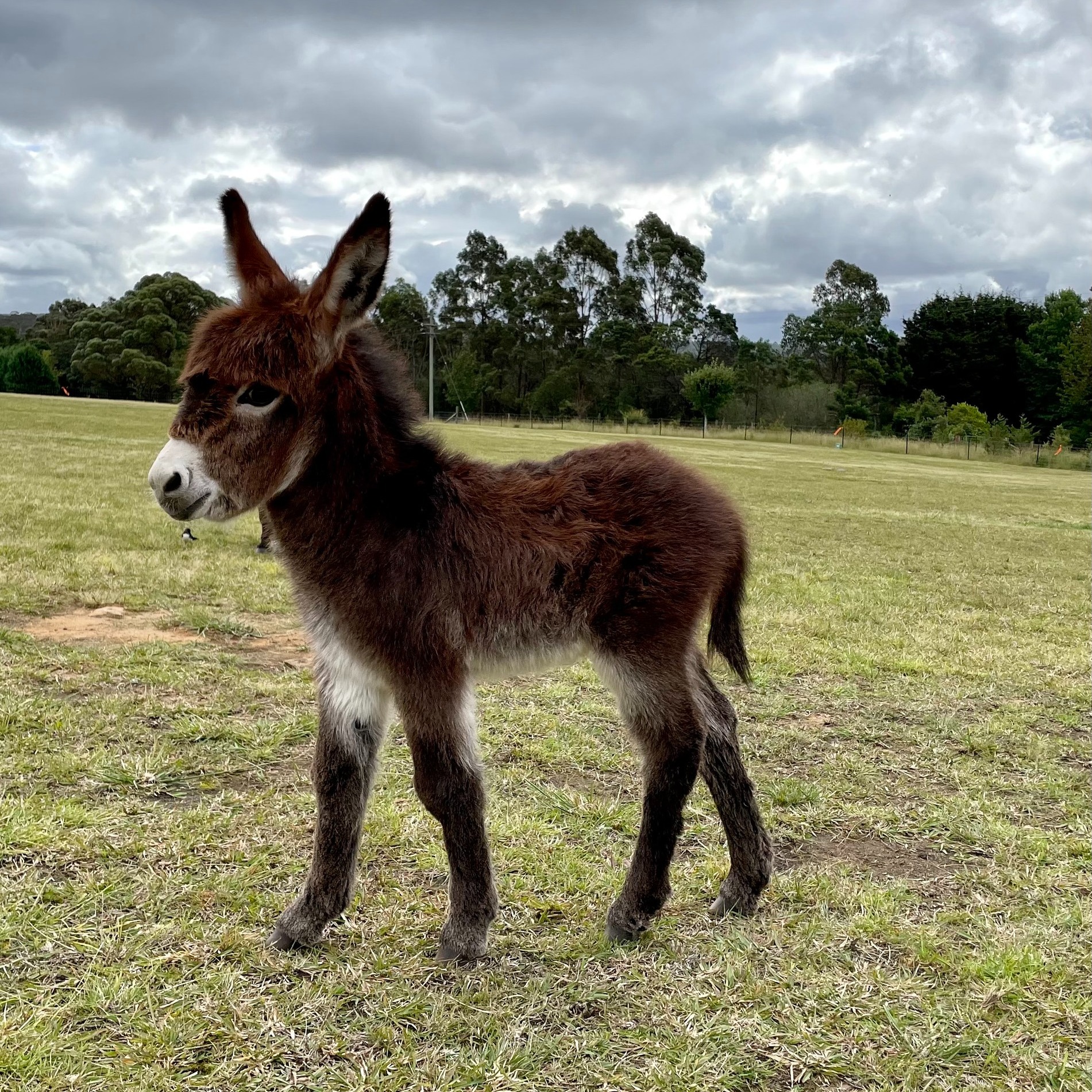Miniature Burro for Sale