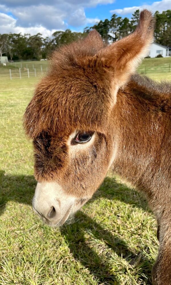 Micro Mini Donkey