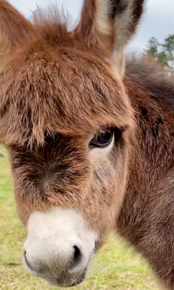 Micro Miniature Donkeys