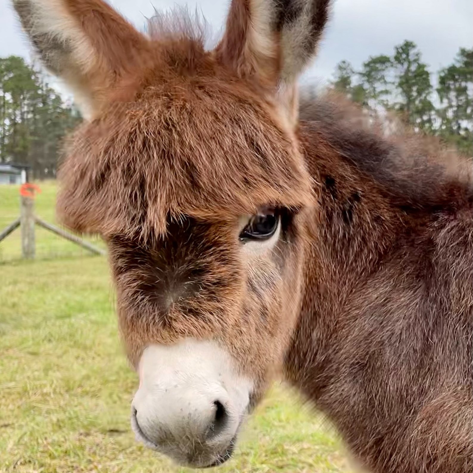 Micro Miniature Donkeys
