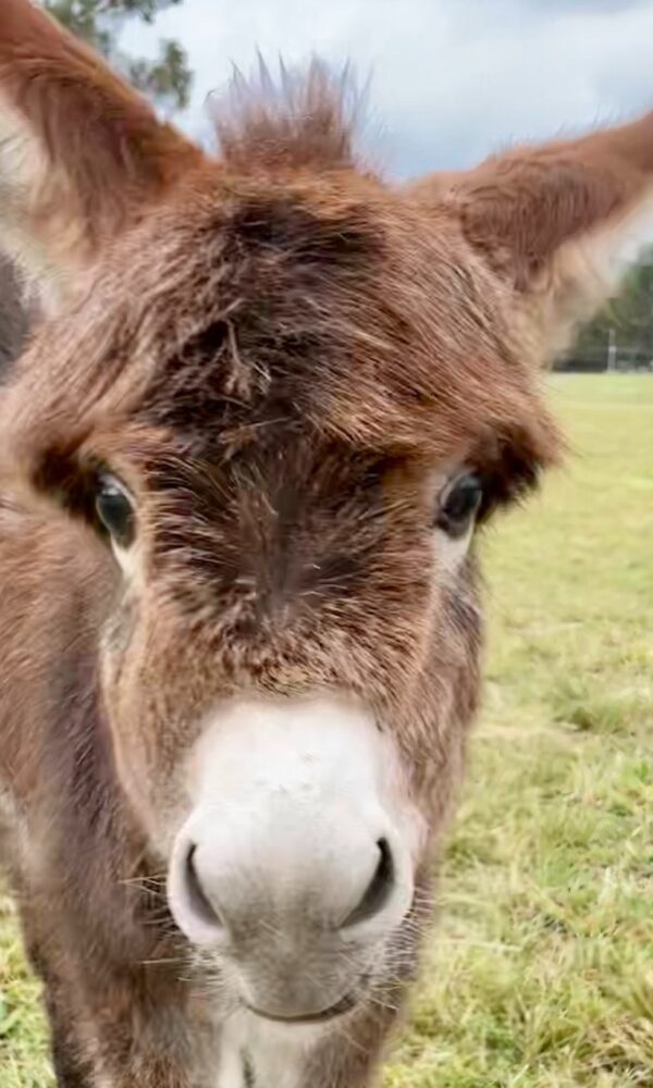 Micro Mini Donkey for Sale