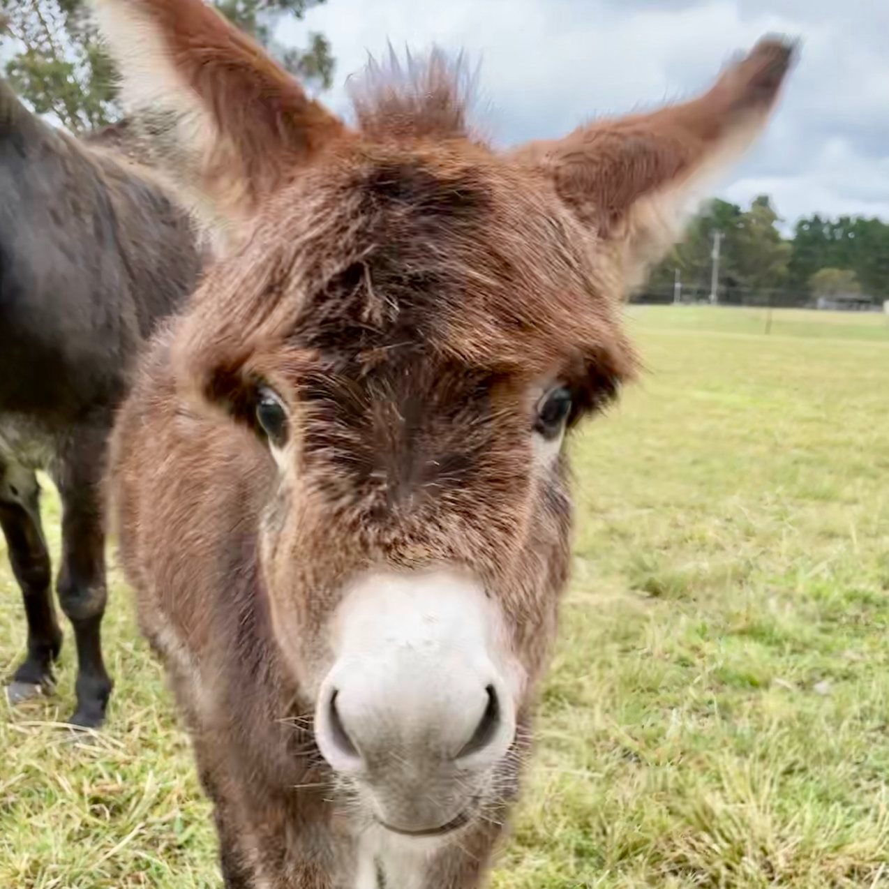 Micro Mini Donkey for Sale