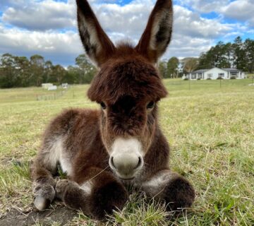 Cost of a Miniature Donkey