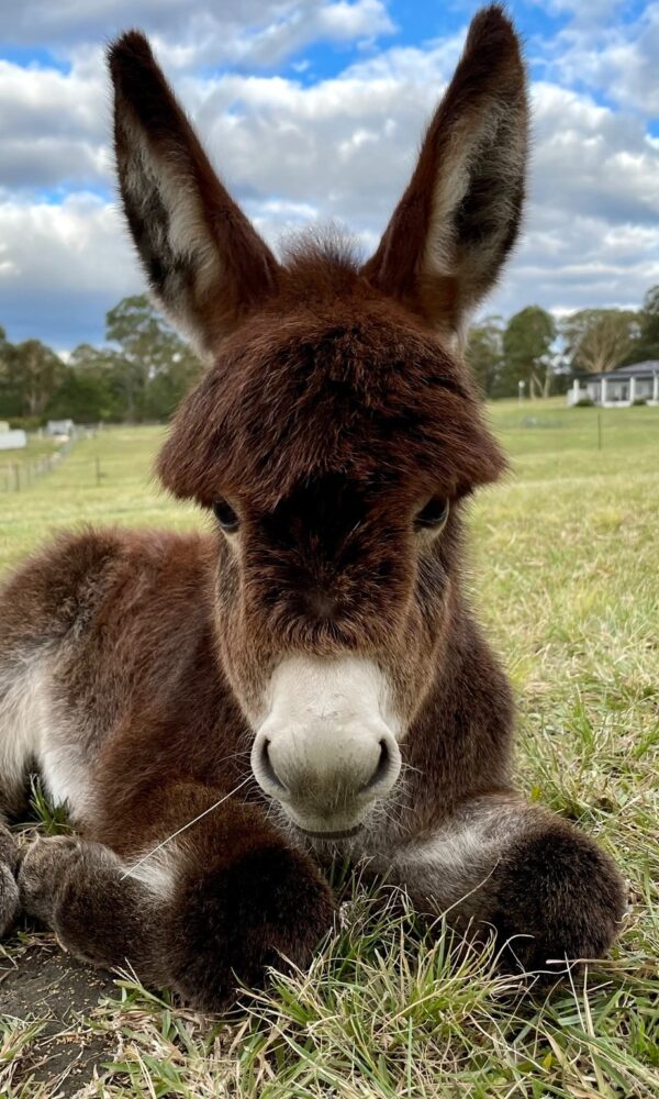 Cost of a Miniature Donkey