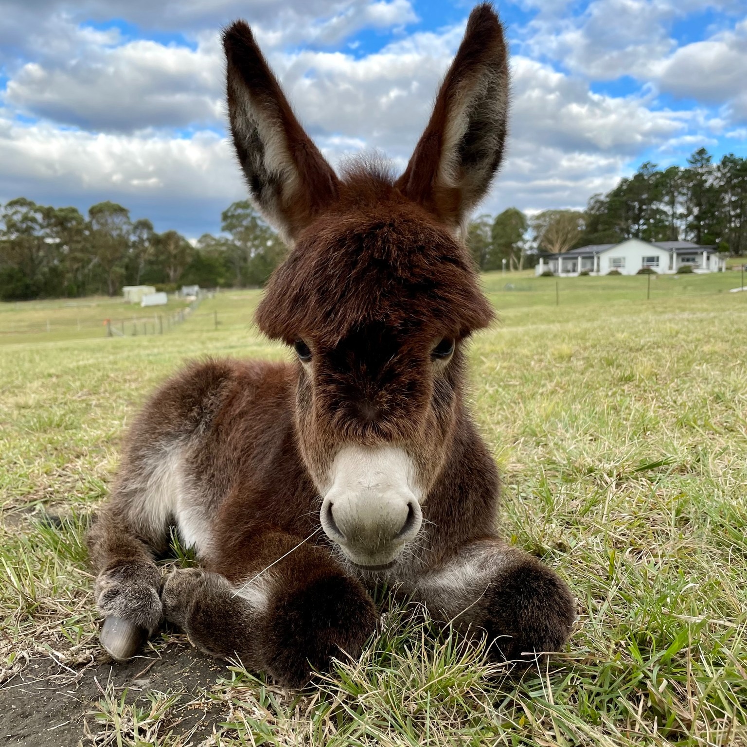 Miniature Donkey for Sale