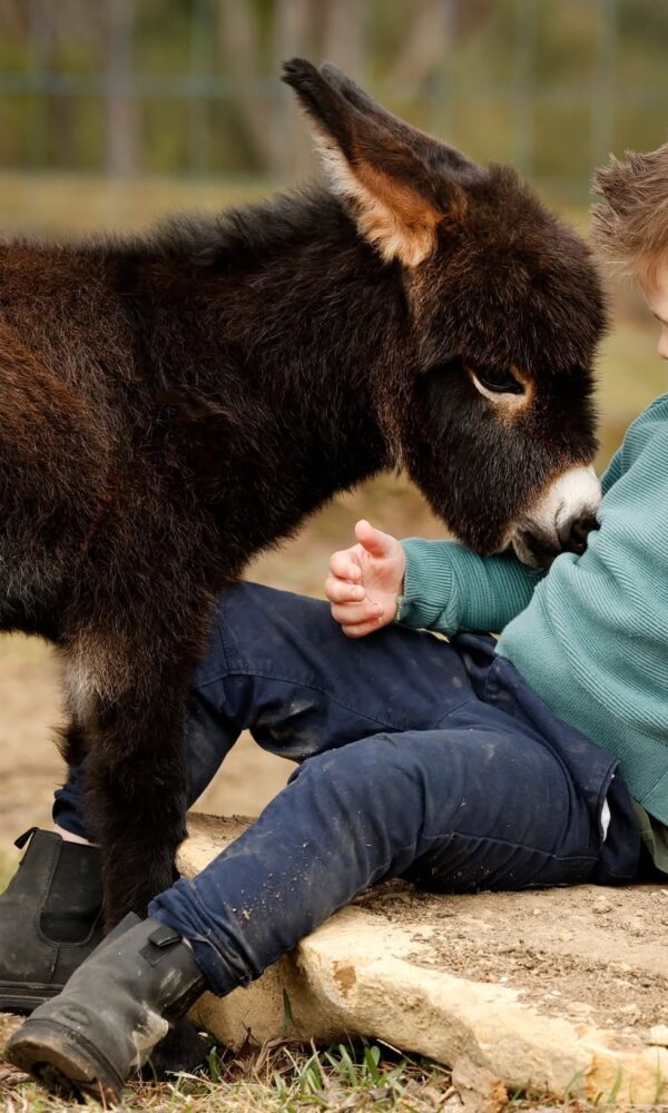Mini Burro for Sale