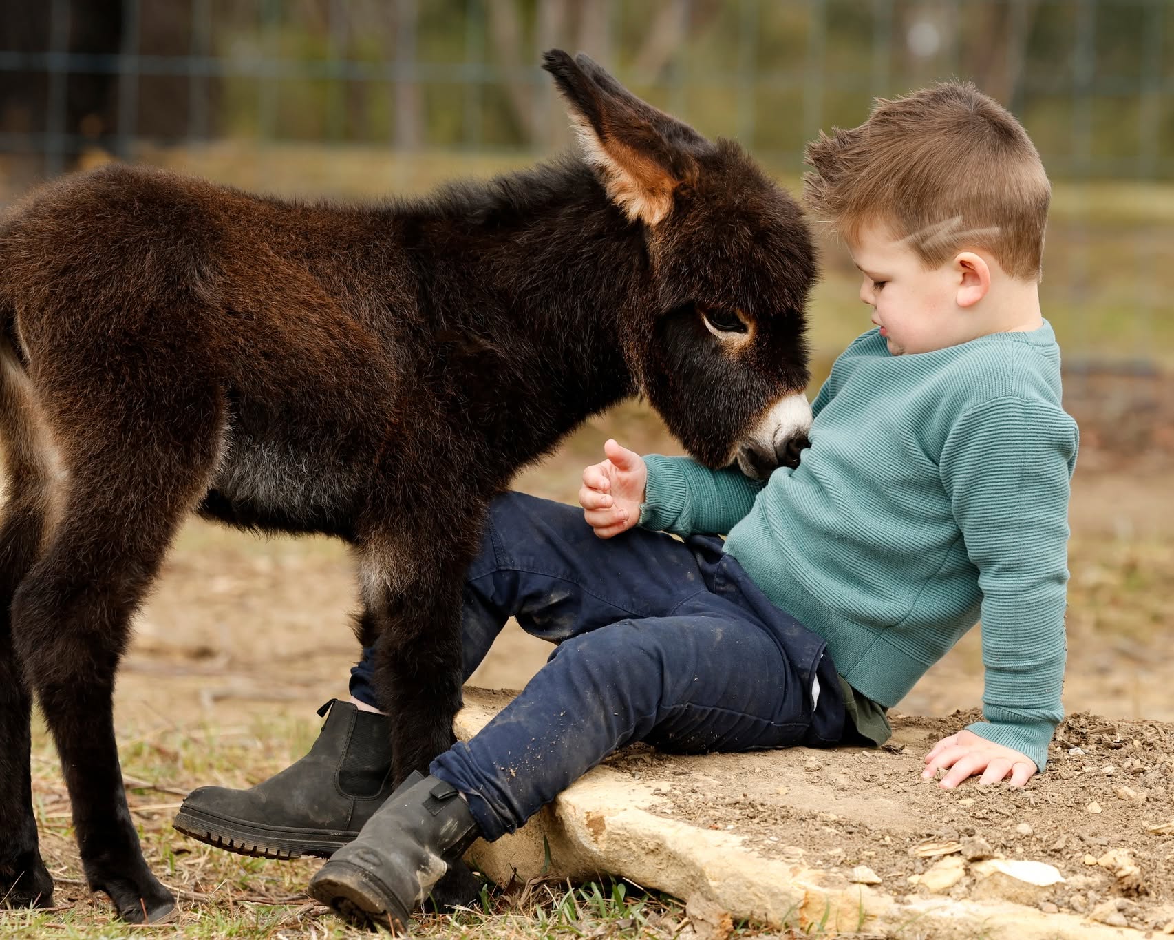 Mini Burro for Sale