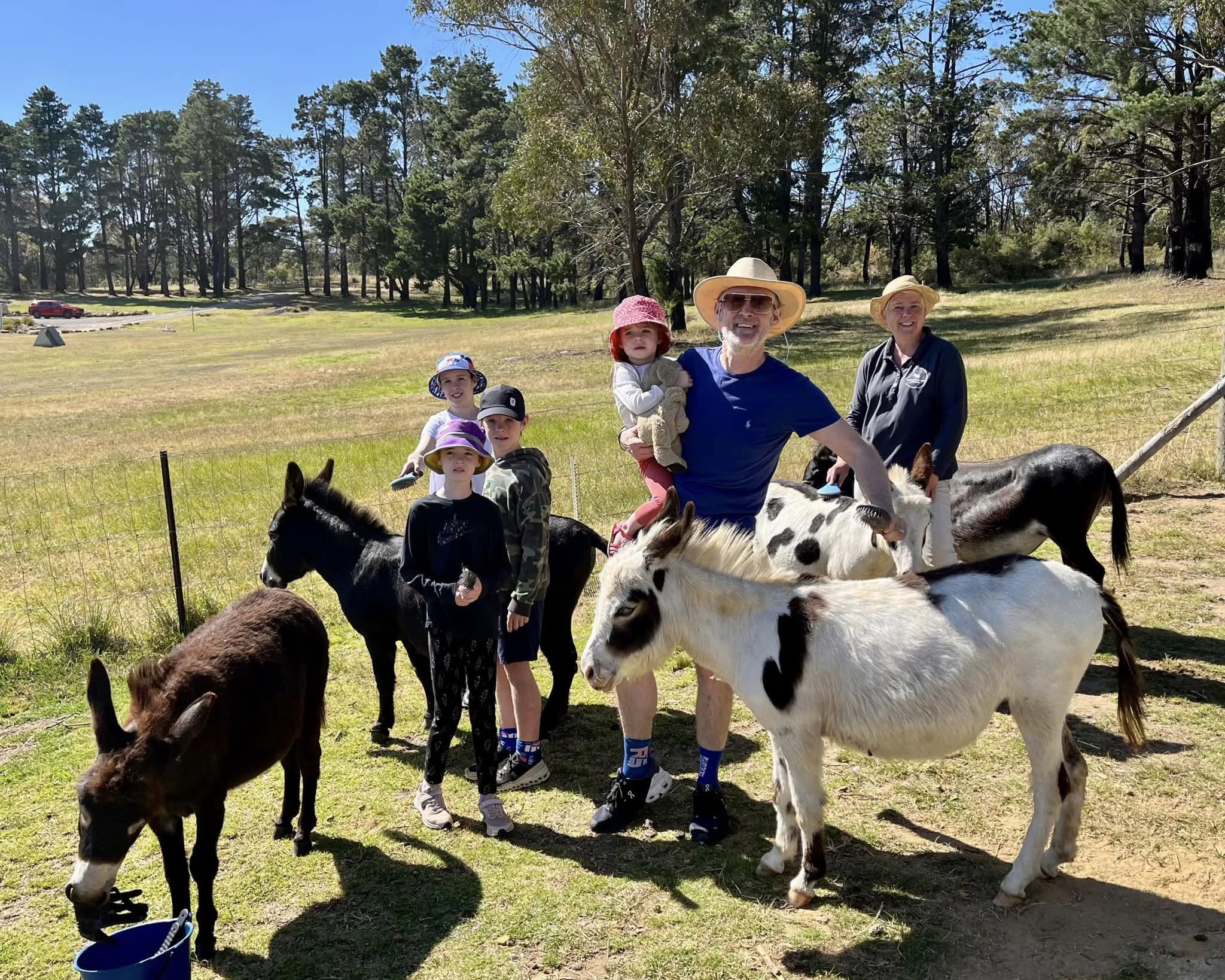 Pygmy Donkey for Sale