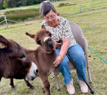 Miniature Donkey Price