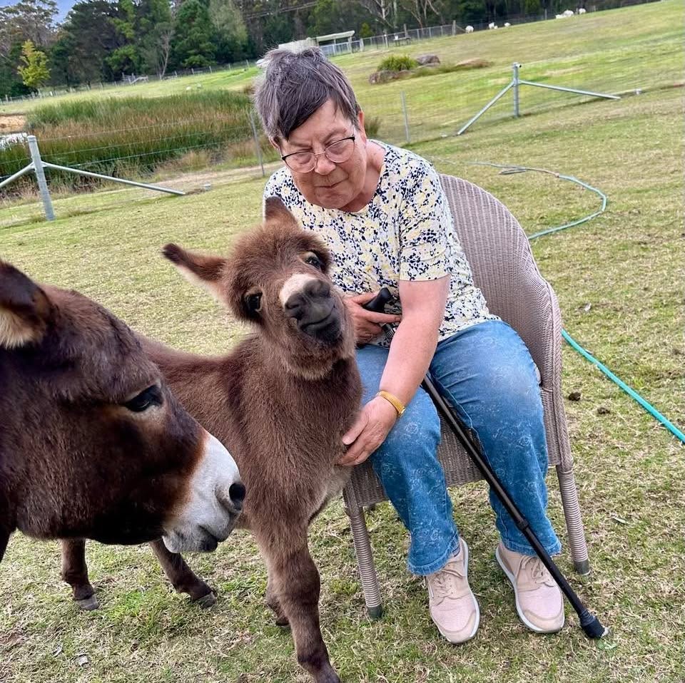 Miniature Donkey Price