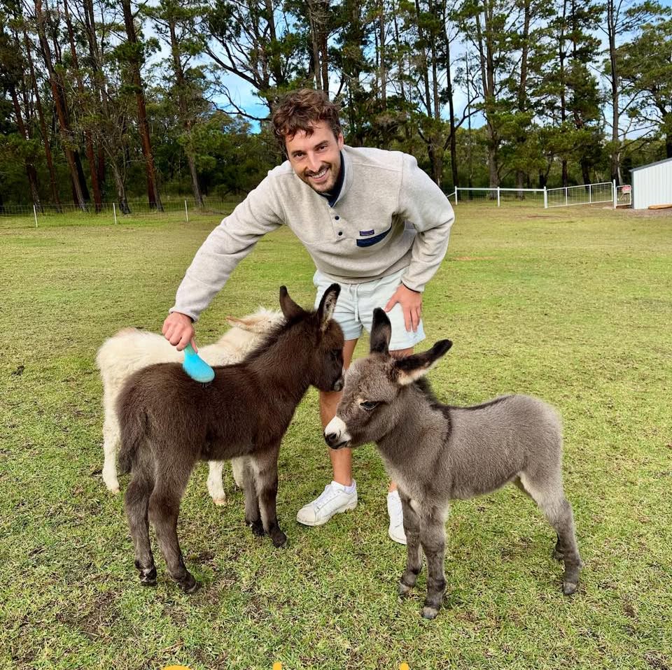 Miniature Donkeys for Sale Near Me