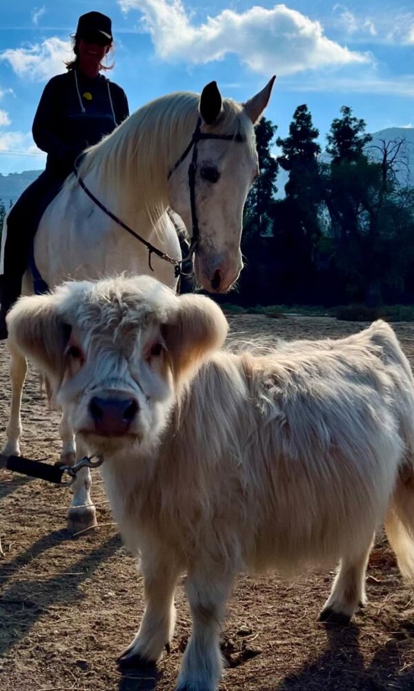 Miniature Highland Cow for Sale