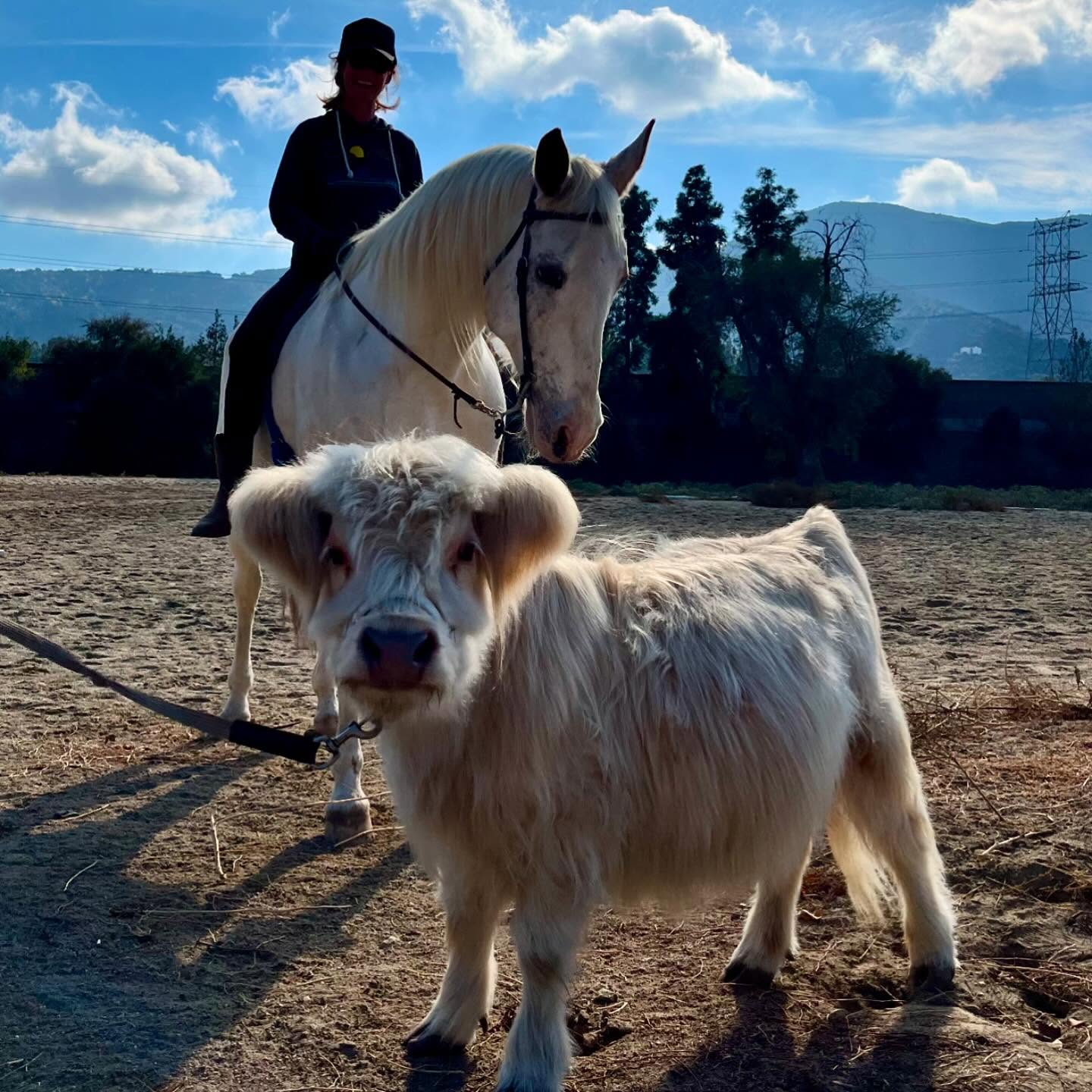 Miniature Highland Cow for Sale