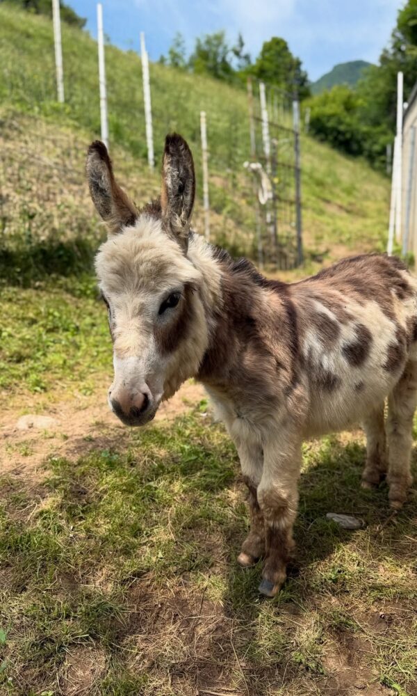 Miniature Donkeys for Sale Near Me