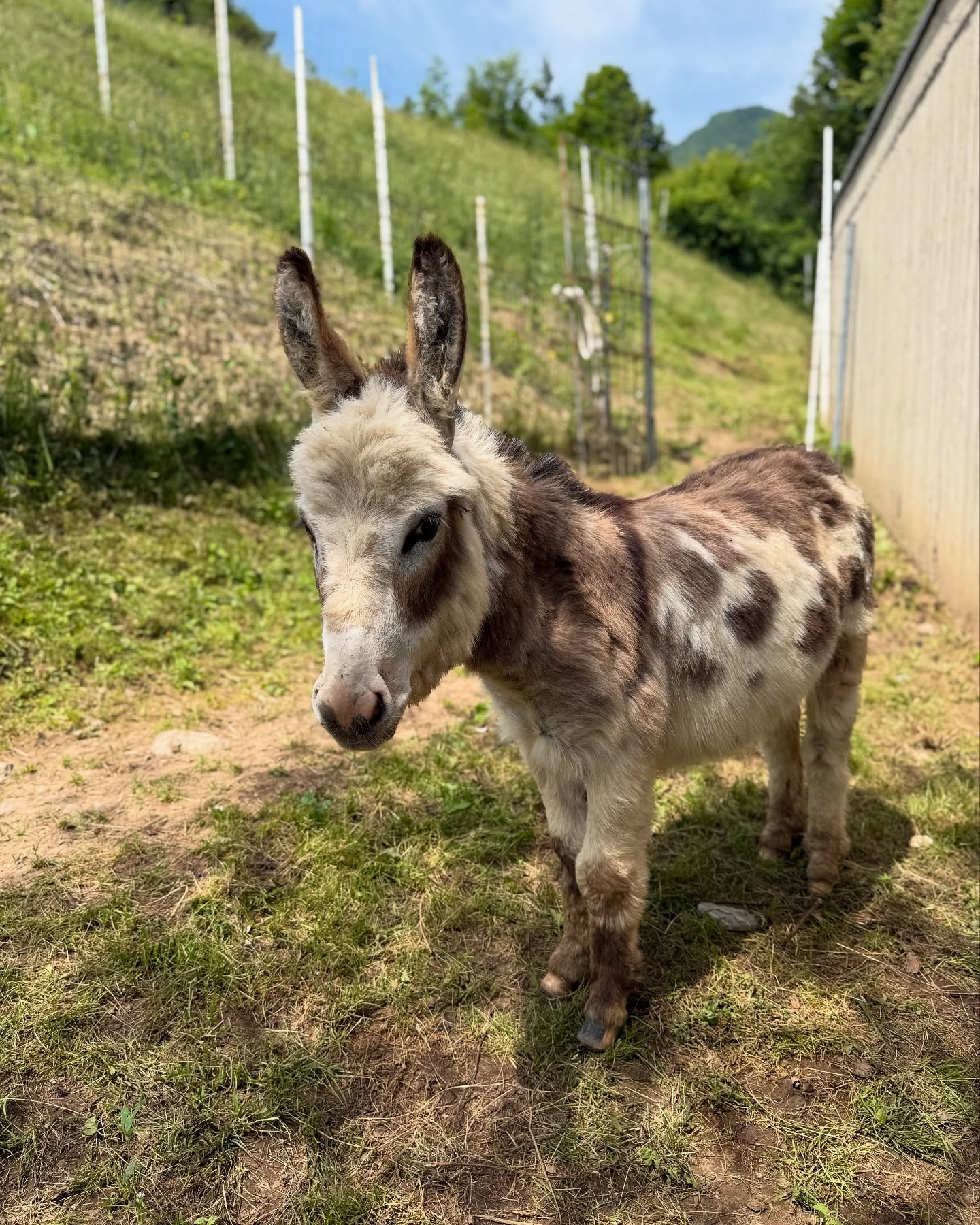 Miniature Donkeys for Sale Near Me