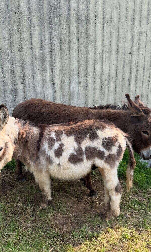 Mini Donkeys for Sale Near Me