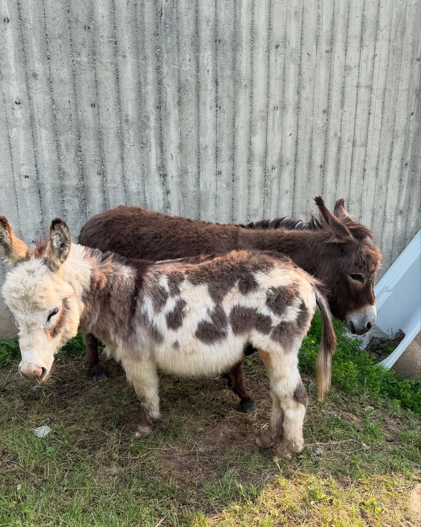 Mini Donkeys for Sale Near Me