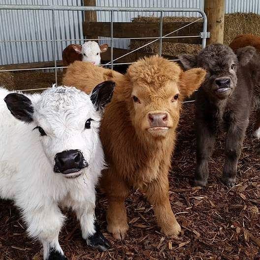 Teacup Mini Highland Cow for Sale