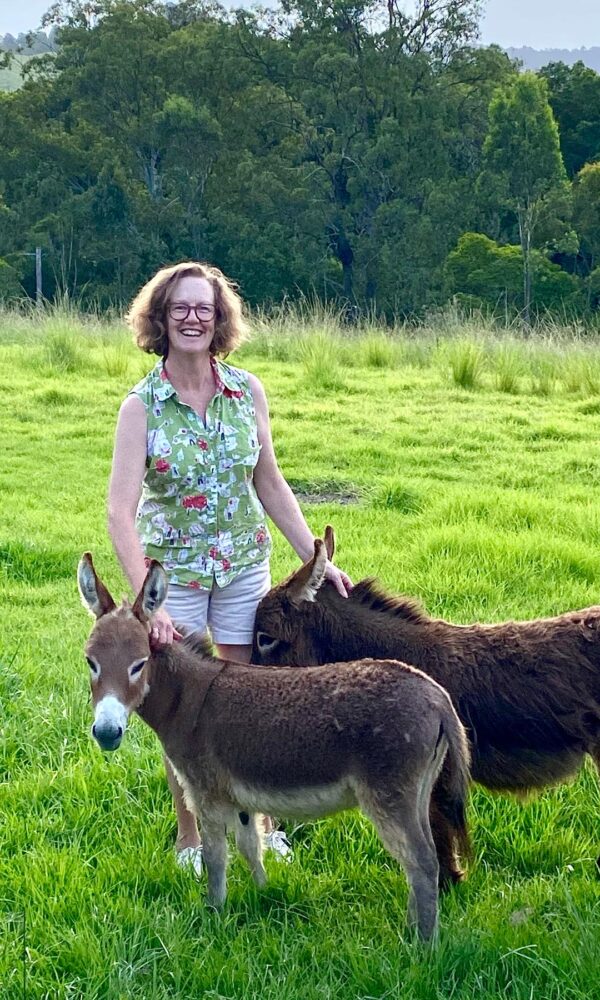 Mini Burro for Sale