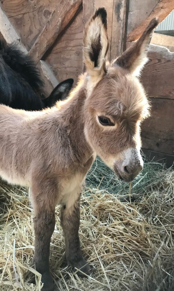 Donkey Miniature for Sale