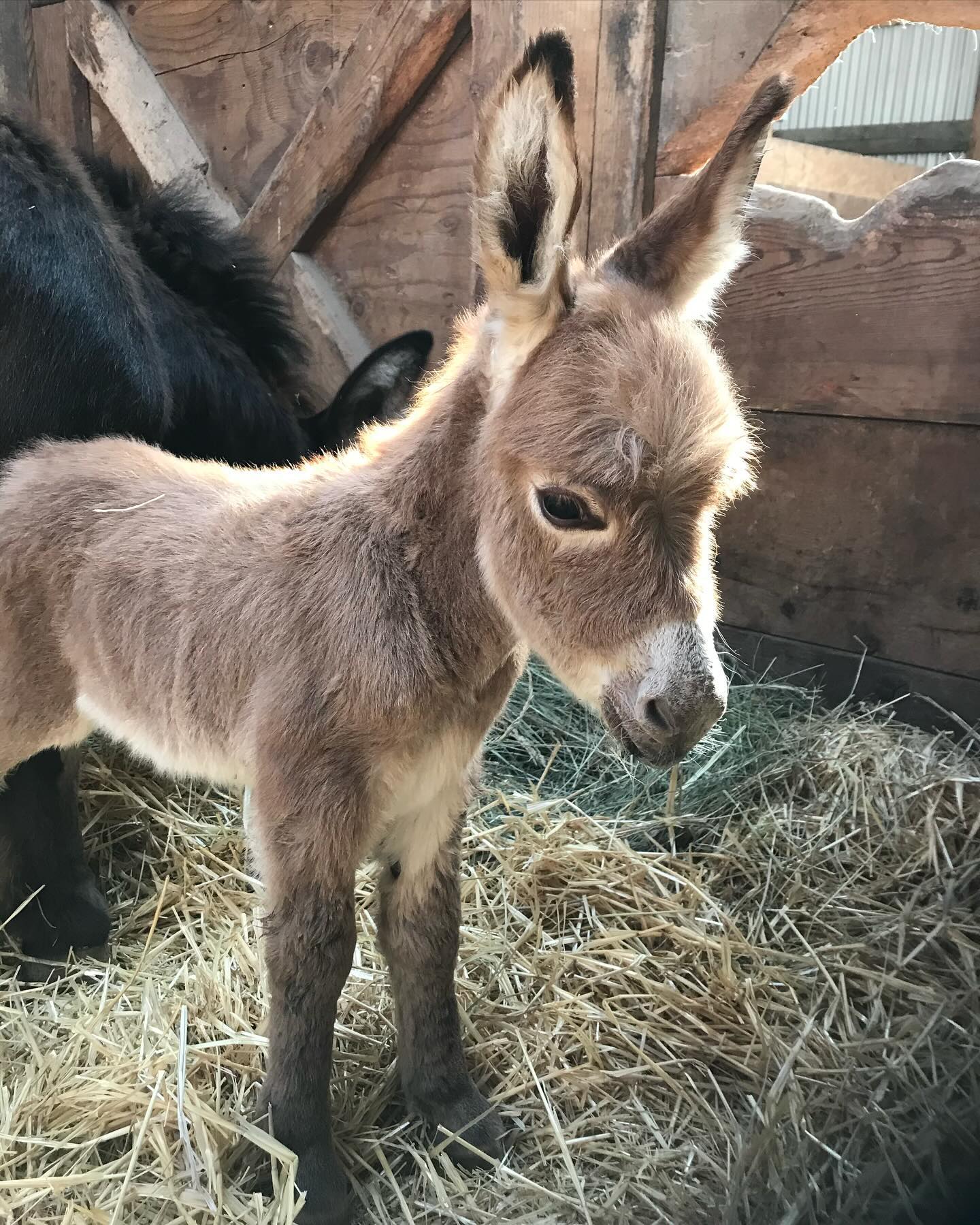 Donkey Miniature for Sale