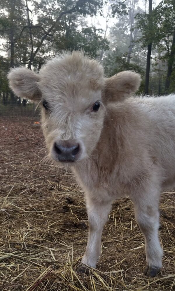 Mini Highland Calves for Sale