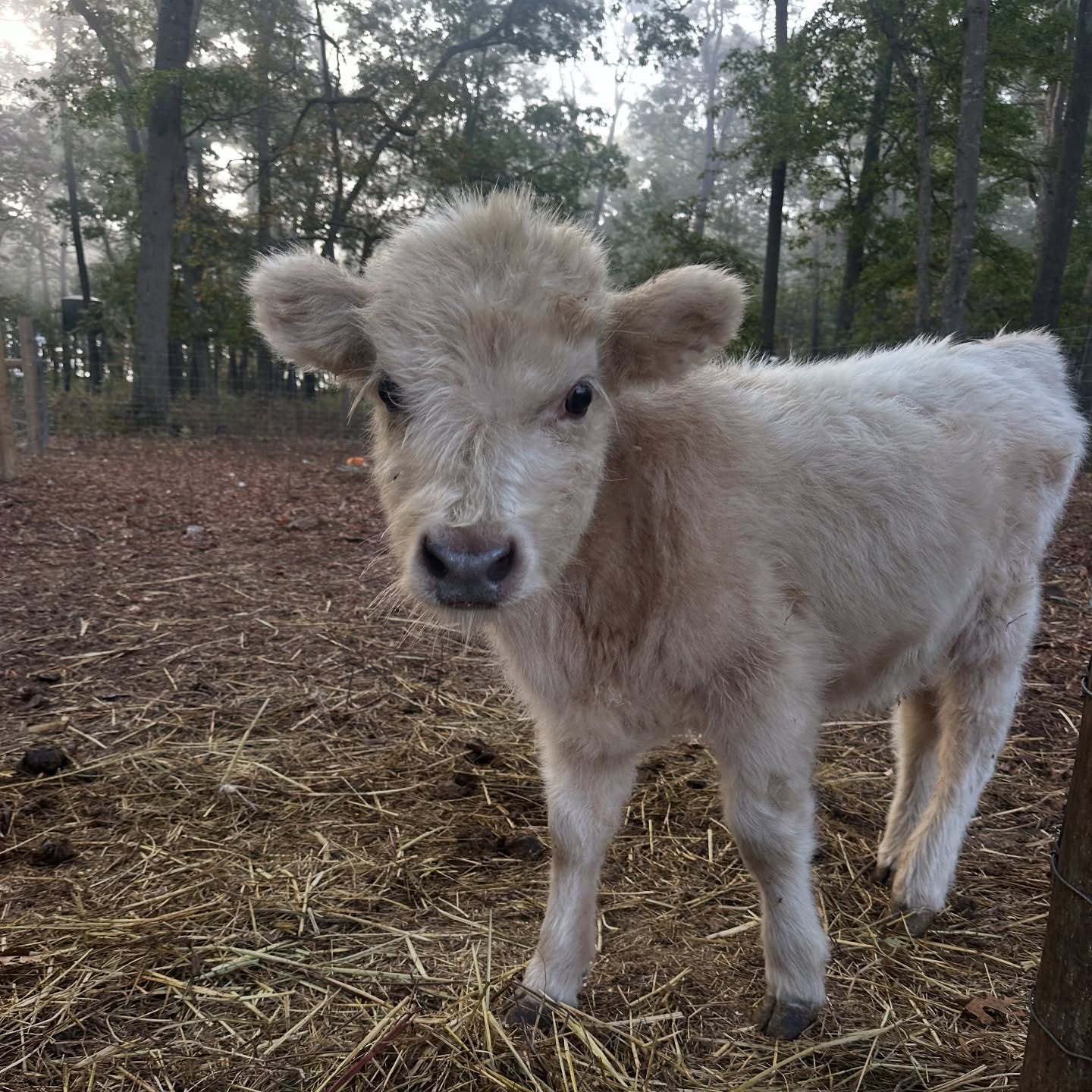Mini Highland Calves for Sale