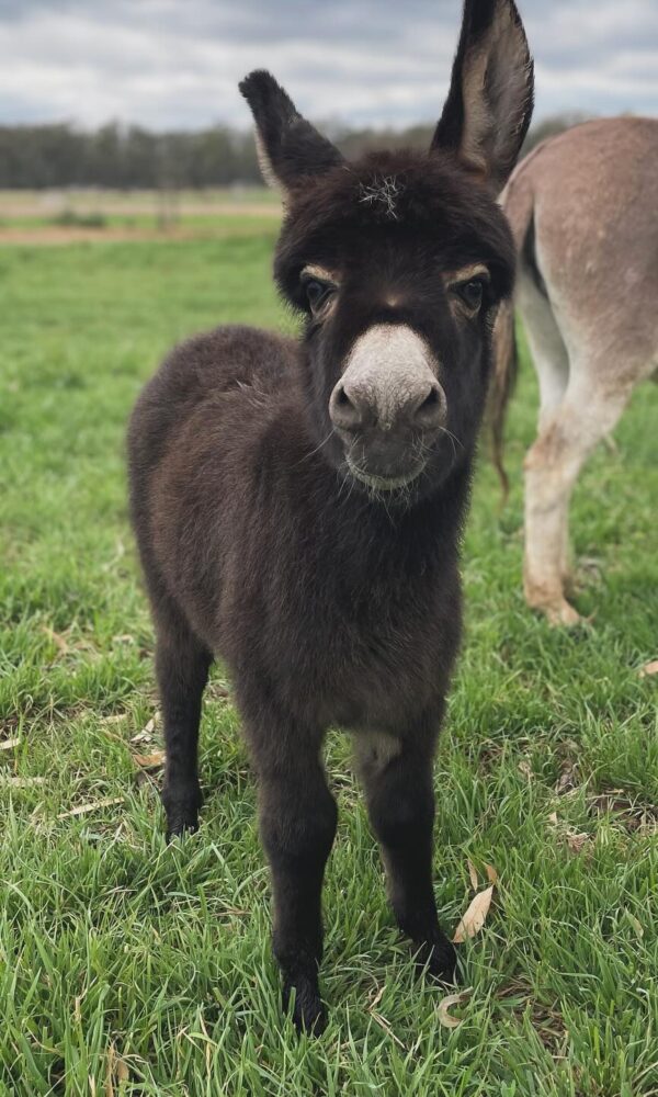 Mini Donkeys for Sale