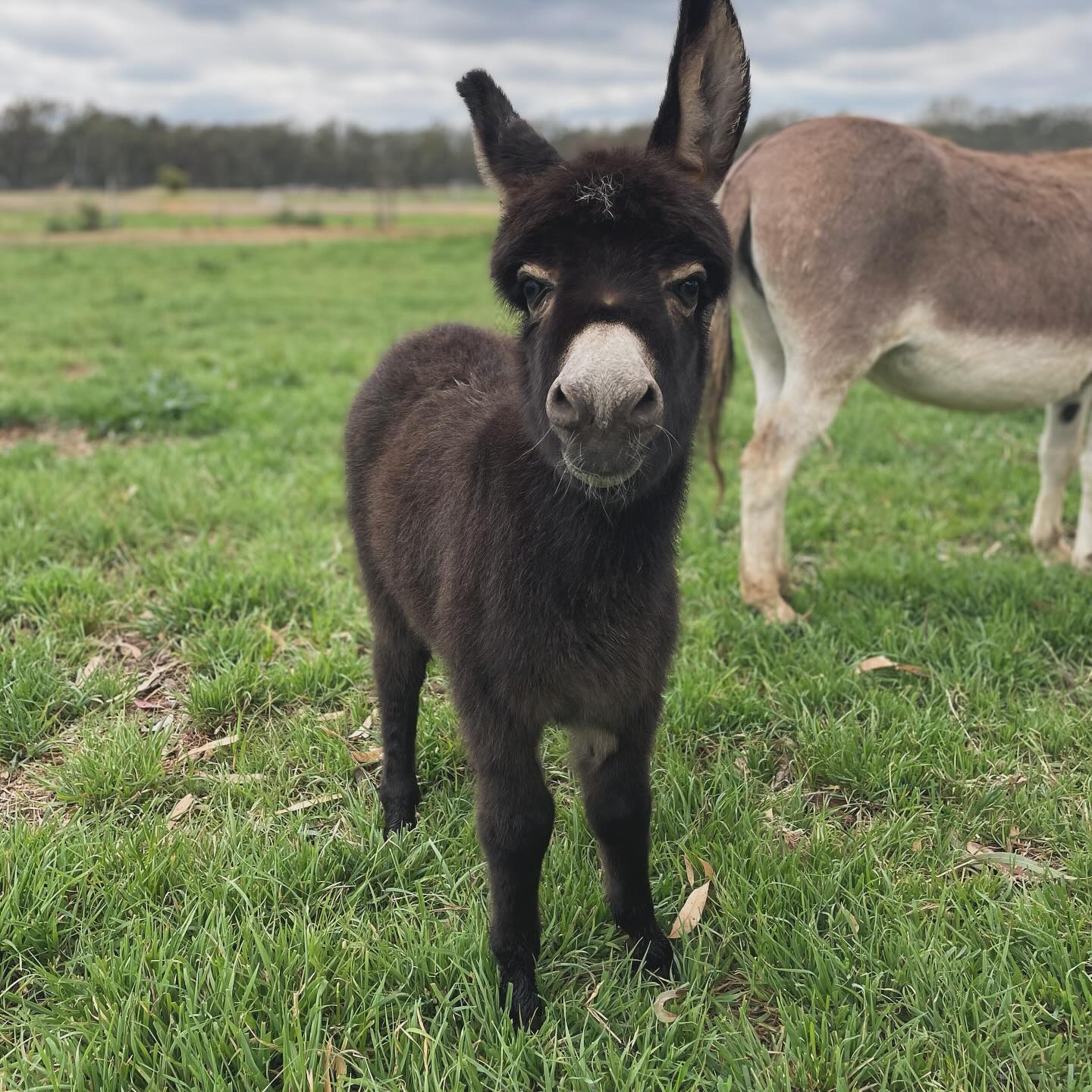Mini Donkeys for Sale